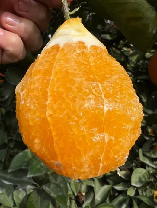 四川凉山雷波脐橙新鲜现货现摘现发当季整箱10斤孕妇水果橙子 商品图7