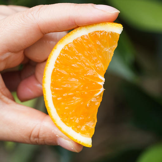 湖北秭归九月红脐橙 5-10斤装 京东直发 商品图6