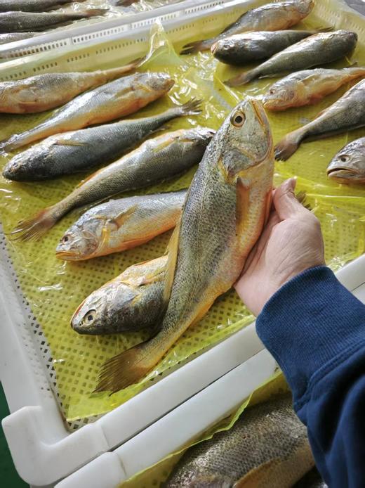 【野生】超低温 拖网大黄鱼 300g-500g/条 商品图4