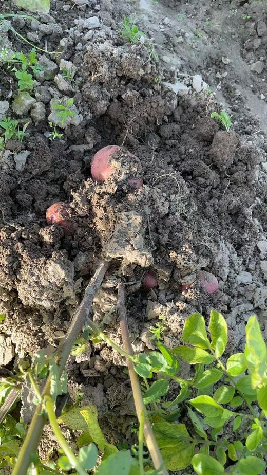 鲜红皮黄心土豆 商品图2