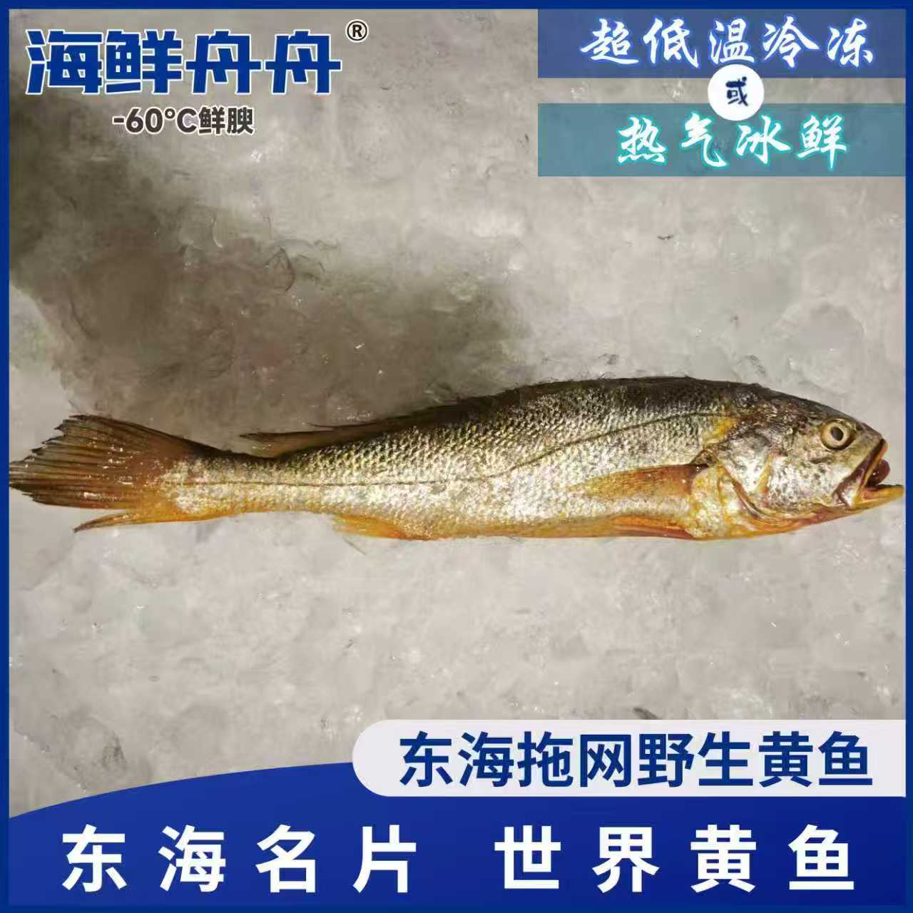 【野生】超低温 拖网大黄鱼 300g-500g/条