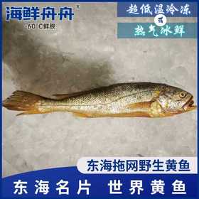 【野生】超低温 拖网大黄鱼 300g-500g/条