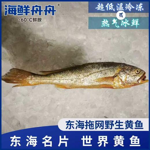 【野生】超低温 拖网大黄鱼 300g-500g/条 商品图0