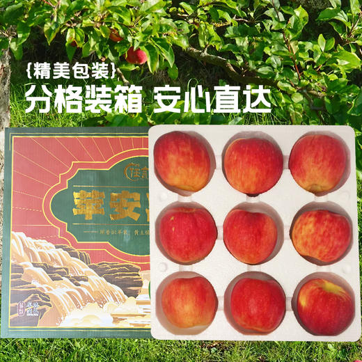 【秦脆苹果】清甜脆嫩汁水足，皮薄肉厚口感佳，到手9枚， 5-6斤仅需104.9元！ 商品图3