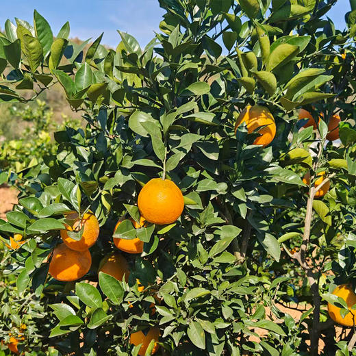 【2份立减5元】新鲜水果 郧阳区青曲纽荷尔脐橙  5斤装（全国包邮，部分地区除外） 商品图7