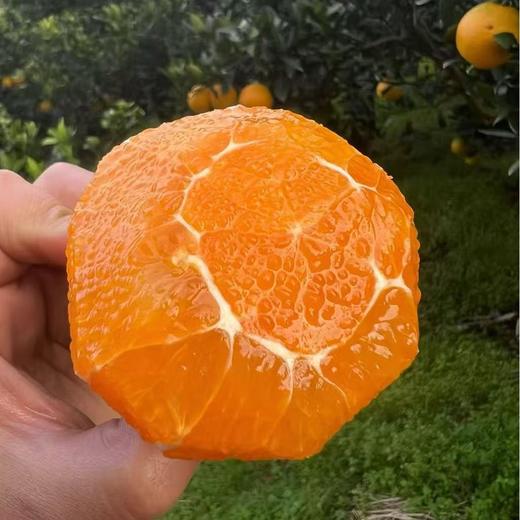 【自营】湖北秭归九月红脐橙新鲜应当季果冻橙水果甜橙子整箱10斤 商品图0