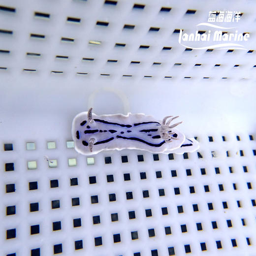 薰衣草海兔 商品图5