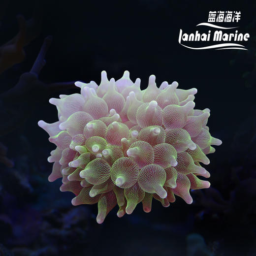 进口奶嘴葵-A 商品图0