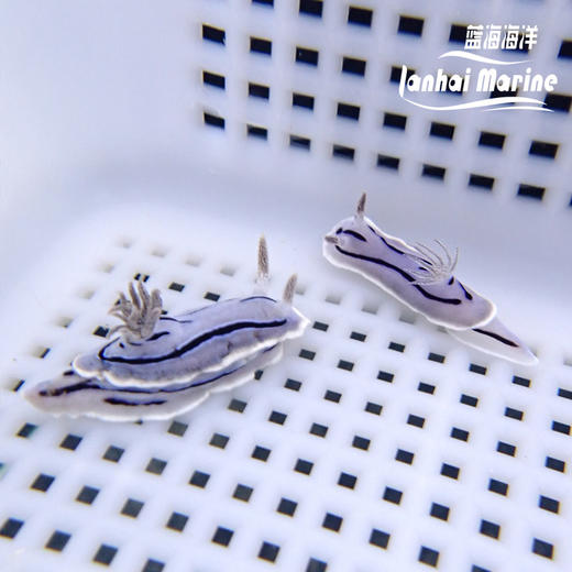 薰衣草海兔 商品图7