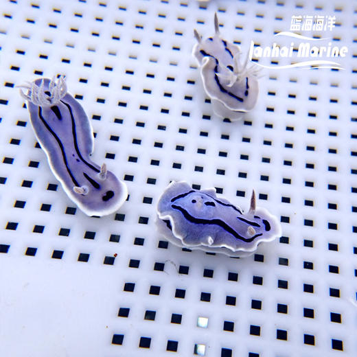 薰衣草海兔 商品图2