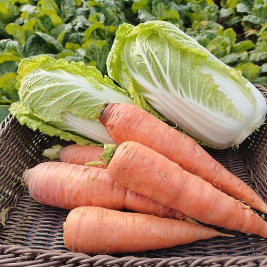 守仁慈心蔬菜组合 露天种植 胡萝卜、包菜、白菜花、土豆、芋头、香叶芥菜、上海青、绿菜苔、菠菜、生菜、香菜、小茴香、乌青菜、红皮萝卜、白萝卜、娃娃菜当季新鲜生态种植蔬菜【顺丰快递】 商品图0