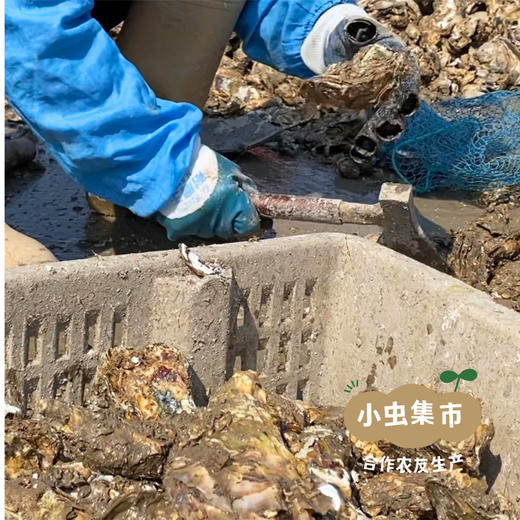生态乳山生蚝 5斤 | 合作农友生产，产自山东威海乳山，生产者：余锦涛 *【公平贸易农人定价】 商品图11