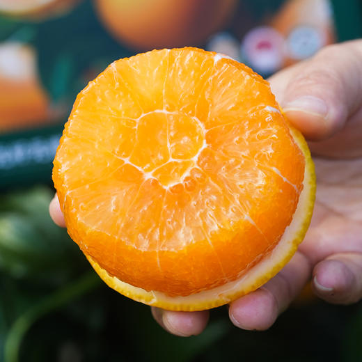 湖北秭归九月红脐橙 5-10斤装 京东直发 商品图0