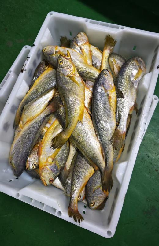 【野生】超低温 拖网大黄鱼 300g-500g/条 商品图5