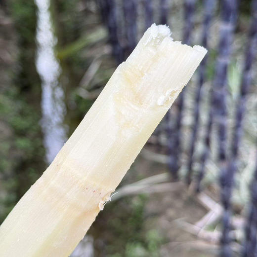 水果甘蔗，活动小果5斤19.9元，送削皮刀（广东省快递因政府刀具管控不送） 商品图2