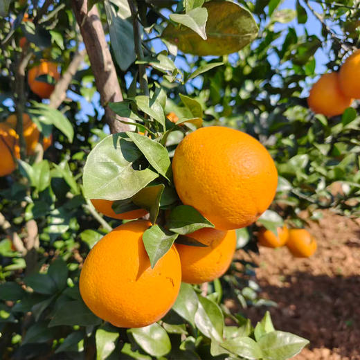 【2份立减5元】新鲜水果 郧阳区青曲纽荷尔脐橙  5斤装（全国包邮，部分地区除外） 商品图6