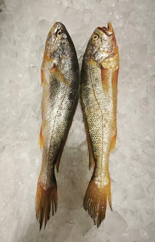 【野生】超低温 拖网大黄鱼 300g-500g/条 商品图1