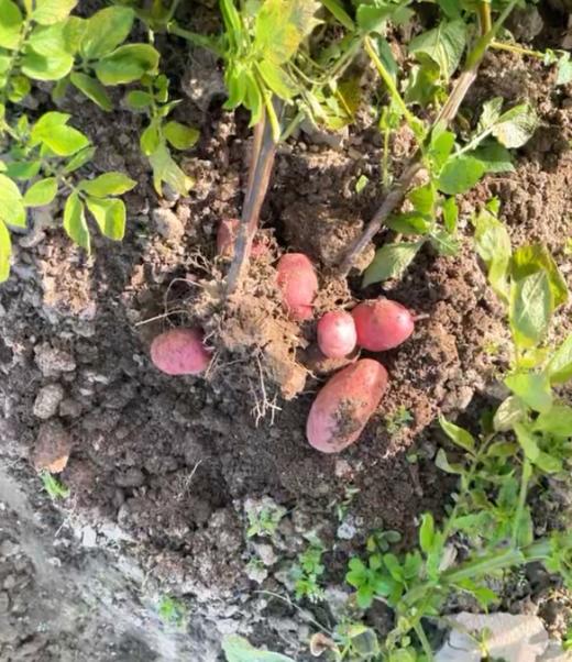 鲜红皮黄心土豆 商品图1