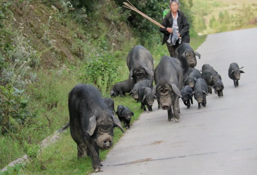 【顺丰空运】【云南大南美拉祜族放山黑土猪肉SGS检测】粮食喂养，养足365天，深山老林放养的黑猪，肥而不腻，瘦而不柴基地直邮