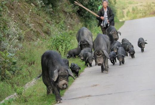 【顺丰空运】【云南大南美拉祜族放山黑土猪肉SGS检测】粮食喂养，养足365天，深山老林放养的黑猪，肥而不腻，瘦而不柴基地直邮 商品图0