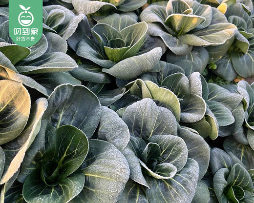 山东霜打新鲜矮脚青/1份（约300g） 商品图1