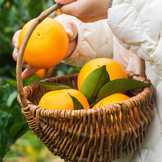 湖北秭归九月红脐橙 5-10斤装 京东直发 商品图13