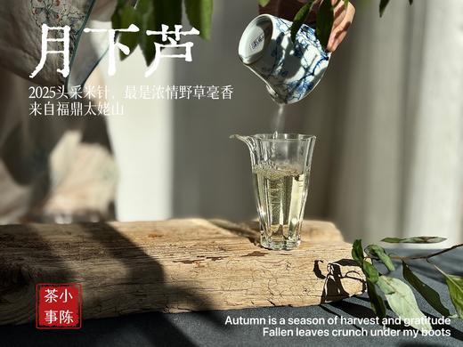 【好茶来了】2025头采米针《月下芦》，毫香浓郁，汤水稠润，浓浓芦荻毫香，诗经里的野草们有了现实的具象~~ 商品图9
