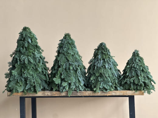 圣诞节丹麦诺贝松圣诞树零售（运费自理） 商品图7