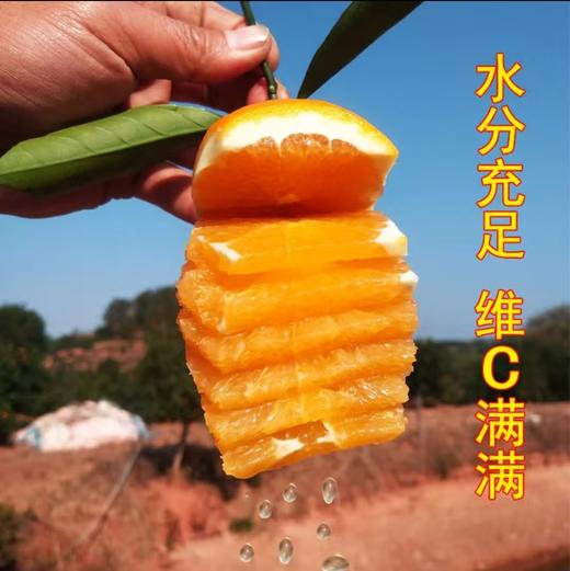 四川凉山雷波脐橙新鲜现货现摘现发当季整箱10斤孕妇水果橙子 商品图5