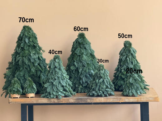 圣诞节丹麦诺贝松圣诞树零售（运费自理） 商品图6