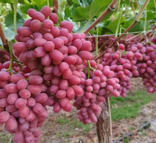 新疆克伦生无籽红提500g左右 商品图0