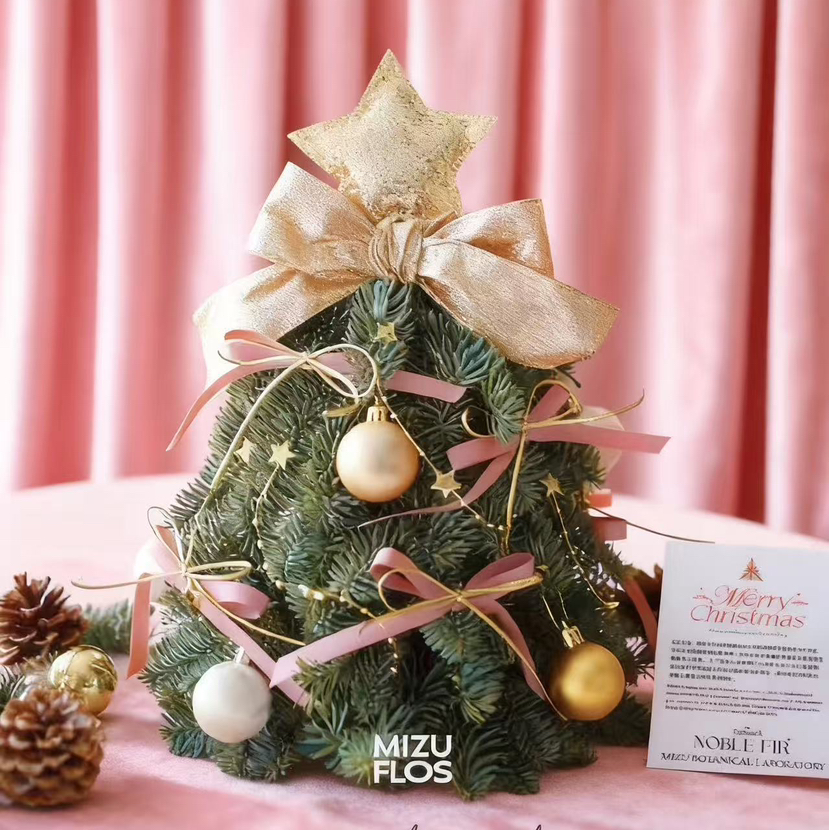 丹麦诺贝松圣诞树-闪耀之星 （当日现货）