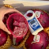 蜜麒麟~红心火龙果【净重约5斤】 商品缩略图7