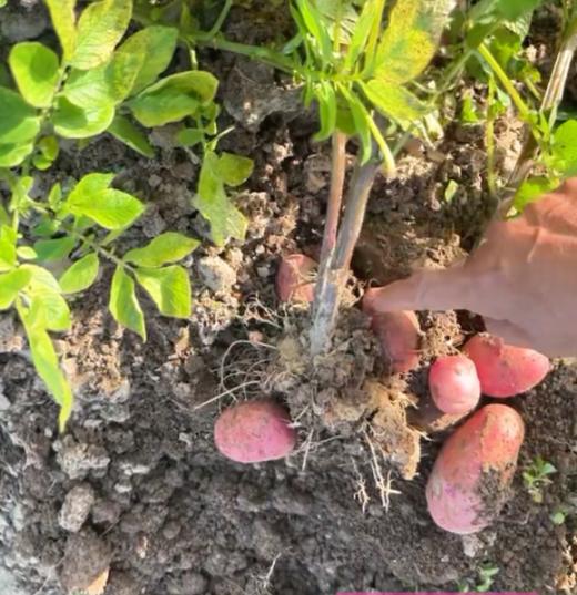 鲜红皮黄心土豆 商品图0