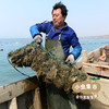 生态乳山生蚝 5斤 | 合作农友生产，产自山东威海乳山，生产者：余锦涛 *【公平贸易农人定价】 商品缩略图4