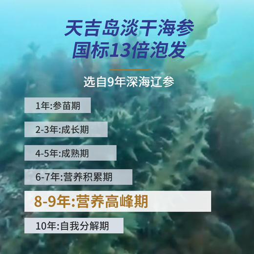 天吉岛 淡干海参60-80头（75个）500g 商品图2