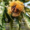 粒上皇板栗仁50g 商品缩略图4