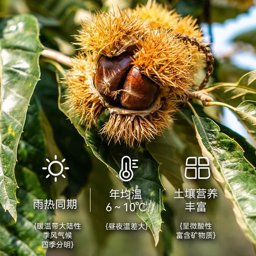 粒上皇板栗仁50g 商品图4