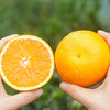湖北秭归九月红脐橙 5-10斤装 京东直发 商品缩略图8