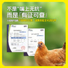 无抗溯源 谷饲徽州童子鸡/黄油老母鸡 新鲜现杀农家土鸡  盐焗烧烤/炖汤滋补 整只发货 商品缩略图1
