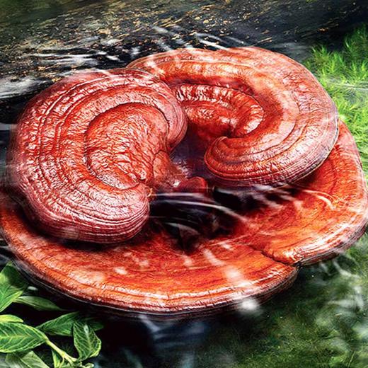 【有机灵芝孢子粉】纯正长白山灵芝 0添加 粉质细腻 速溶于水 赠长白山人参 250g*1瓶 商品图4