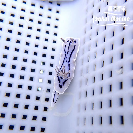 薰衣草海兔 商品图6