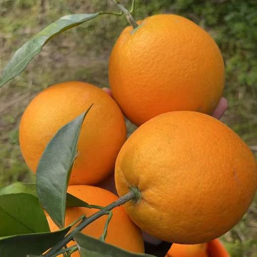 云阳纽荷尔脐橙！一件10斤装，中大果，普通地区58元顺丰包邮！ 商品图9