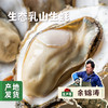 生态乳山生蚝 5斤 | 合作农友生产，产自山东威海乳山，生产者：余锦涛 *【公平贸易农人定价】 商品缩略图0