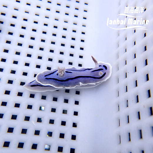 薰衣草海兔 商品图3