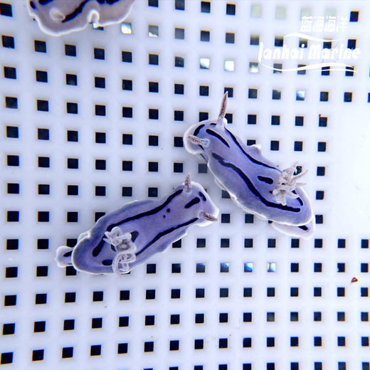 薰衣草海兔 商品图1