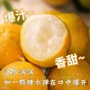 金桔 脆蜜金柑 商品缩略图0