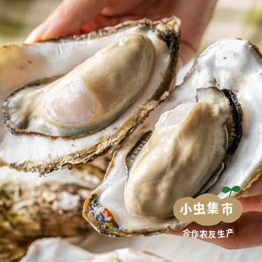 生态乳山生蚝 5斤 | 合作农友生产，产自山东威海乳山，生产者：余锦涛 *【公平贸易农人定价】 商品图2