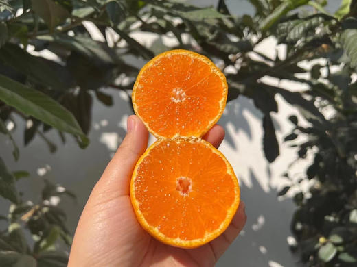 涌泉蜜橘🍊｜核心产区 ✅涌泉蜜桔，一款以地域命名的橘子。 ✅果形整齐，色泽亮丽，果皮细薄~ ✅肉质脆嫩，汁多化渣，品质极优~  商品图2