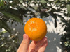 涌泉蜜橘🍊｜核心产区 ✅涌泉蜜桔，一款以地域命名的橘子。 ✅果形整齐，色泽亮丽，果皮细薄~ ✅肉质脆嫩，汁多化渣，品质极优~  商品缩略图4
